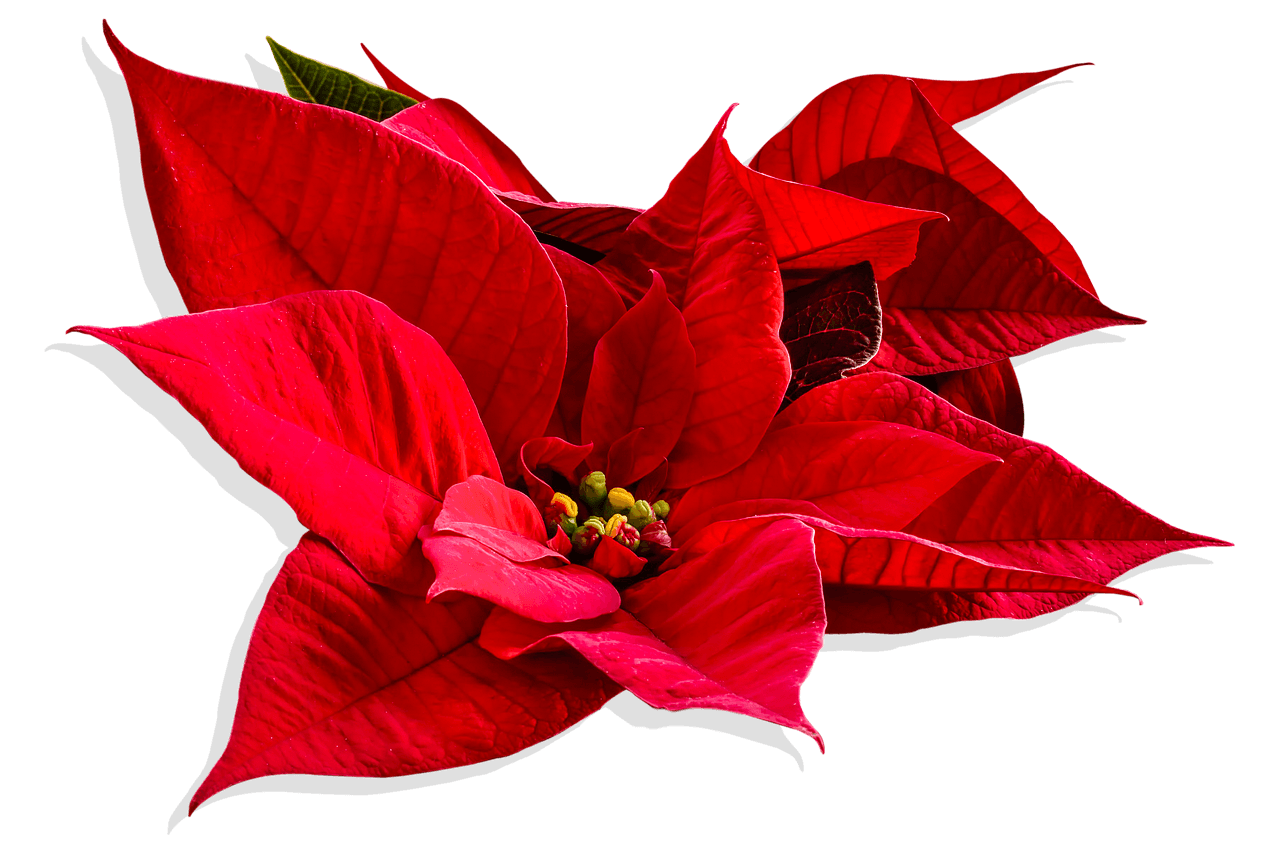 Bloemschikken